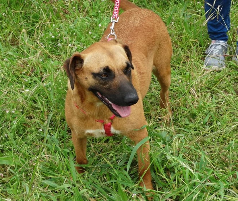 Cadela Porte Médio (18kg) Para Adoção (Jade)