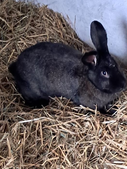 Sprzedam  króliki!