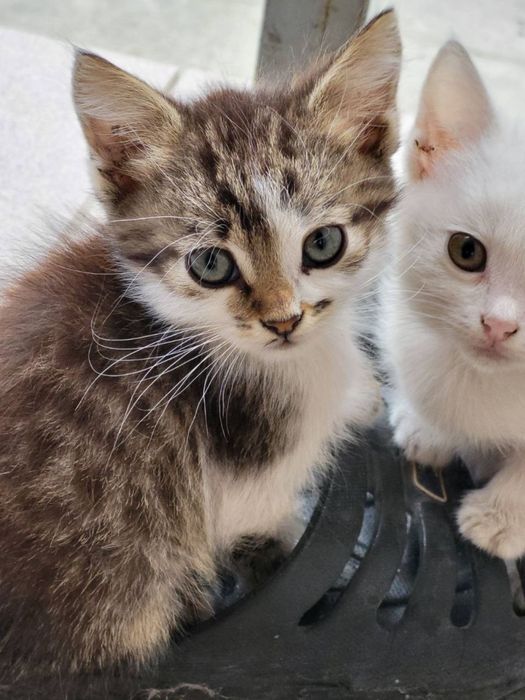 Віддамо кошенят у гарні руки