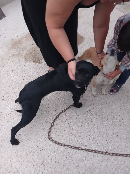 Cadela muito meiga e enérgica para adopção responsável