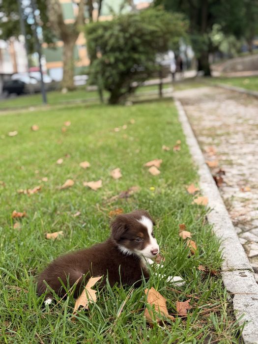 Border collie chocolate bebe