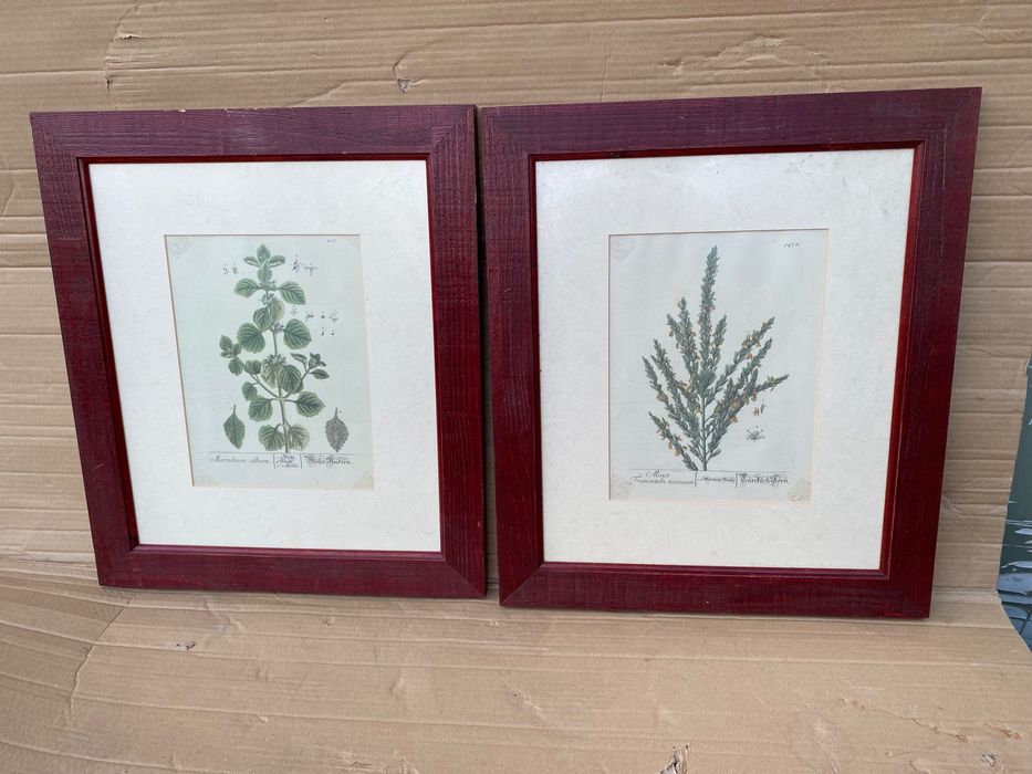 4 quadros de plantas