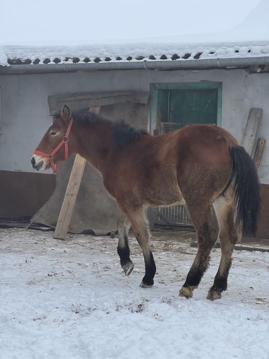 Продається лошадко