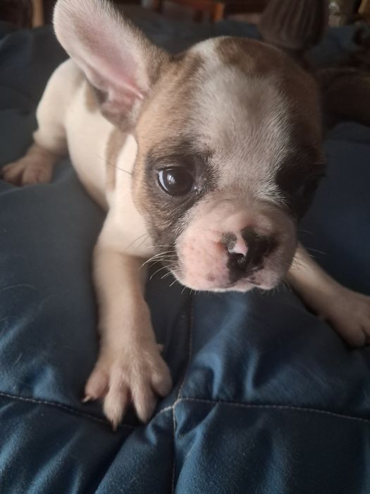 Bulldog frances fêmea