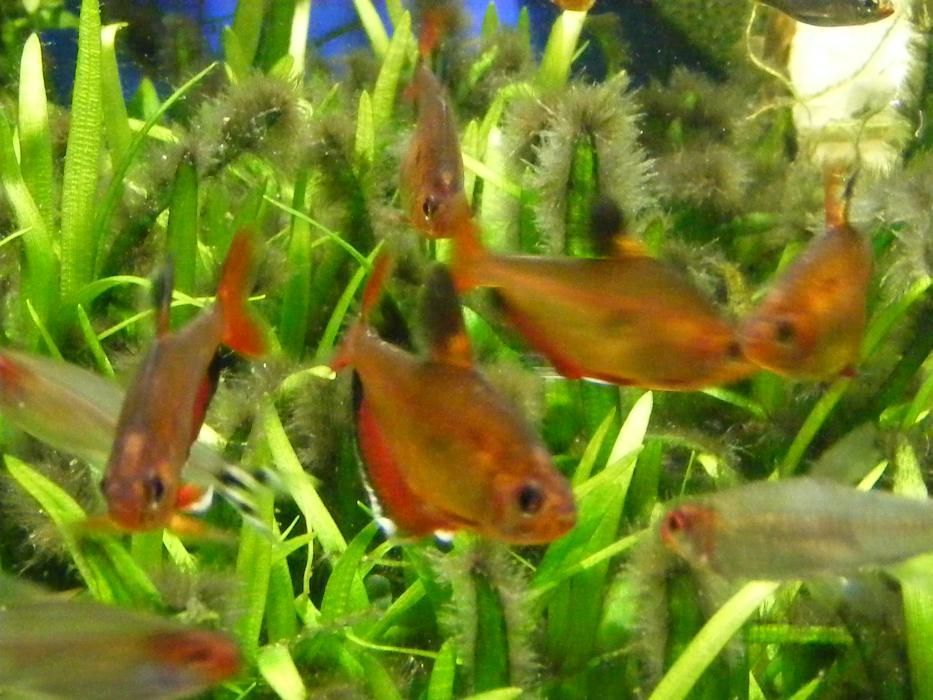 GB Bystrzyk Ozdobny, Bystrzyk Ornatus