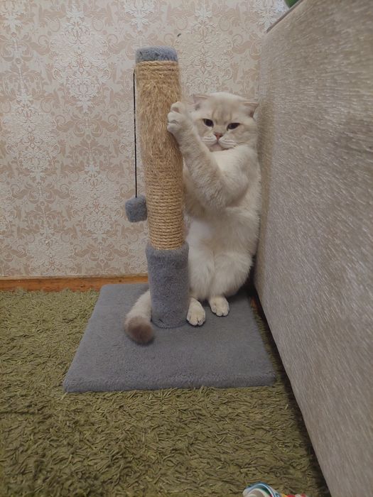 Шотландський висловухий в'язка.