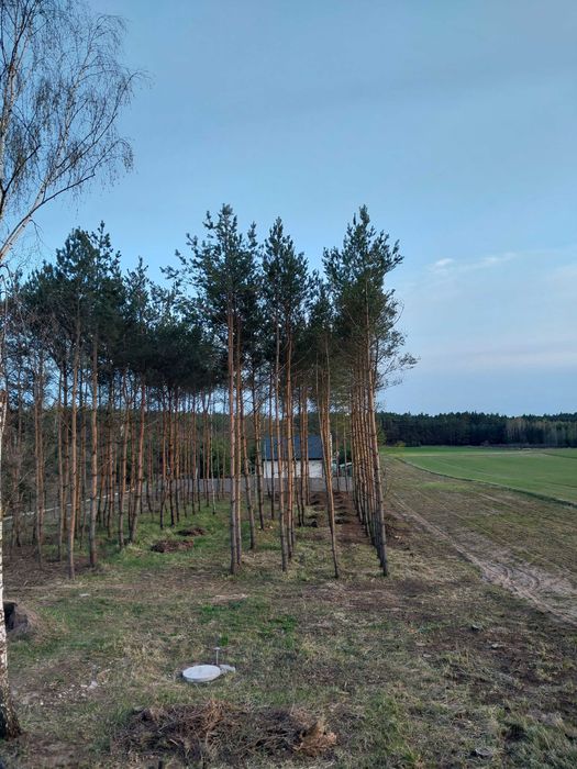 Za darmo Ściółka leśna