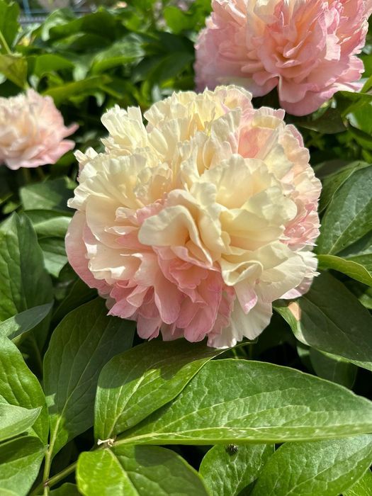 Пион Lois Choice