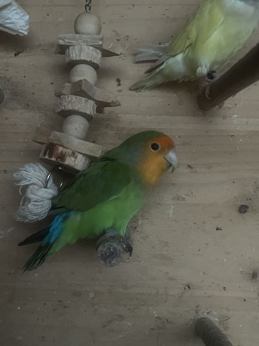 Agapornis roseicolis