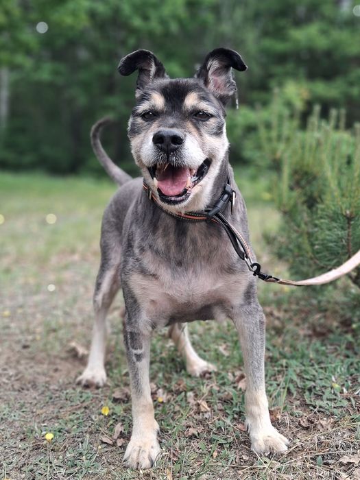 TULIŚ,12 letni senior kochany szuka domu