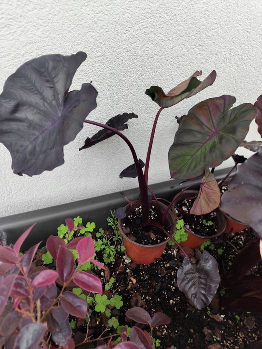 Colocasia Redemption64730137100674124