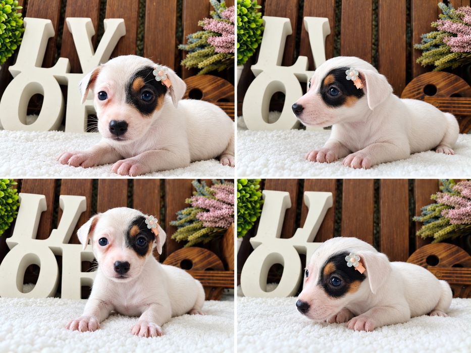 Jack Russel Terrier fêmea