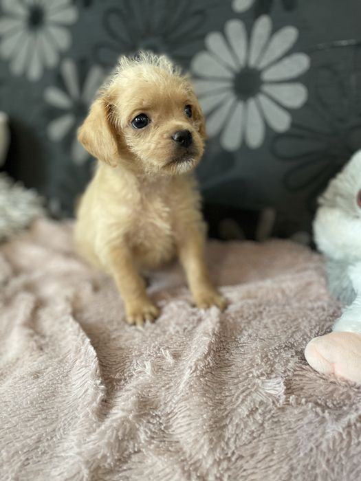 Pugapoo hybryda mops pudel samczyk