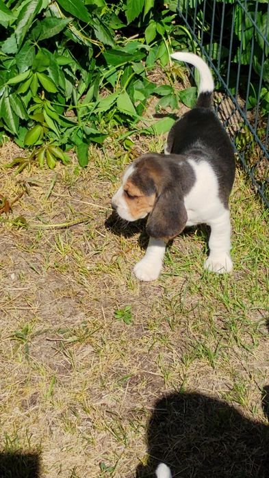 Beagle szczeniak