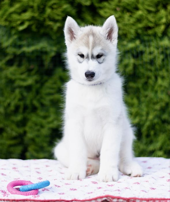Szczenie Siberian Husky z rodowodem ZKwP/FCI