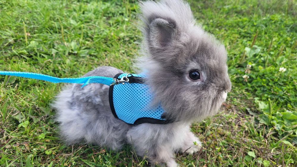 Teddy  samiec króliczek miniaturka