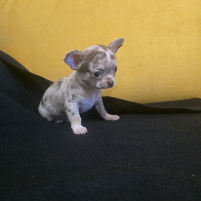 Chihuahua samiec choco merle