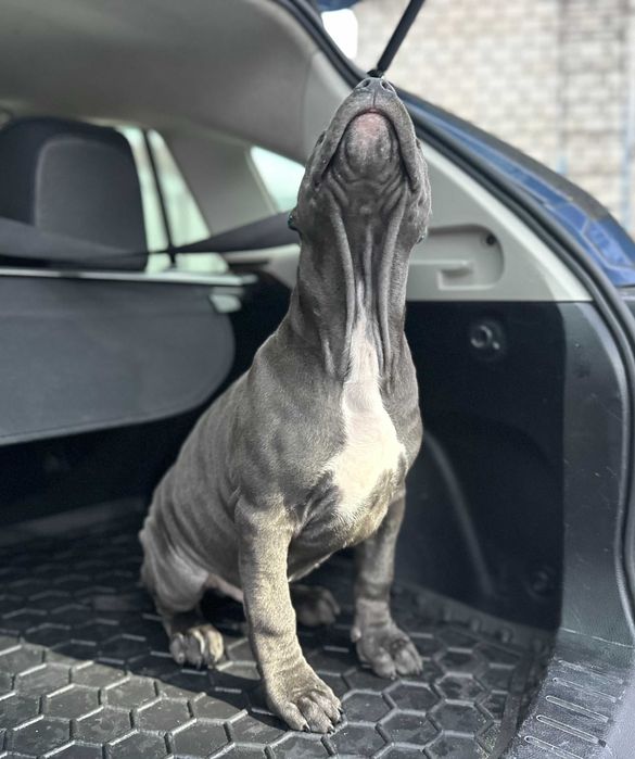 Щенки АСТ Амстафф