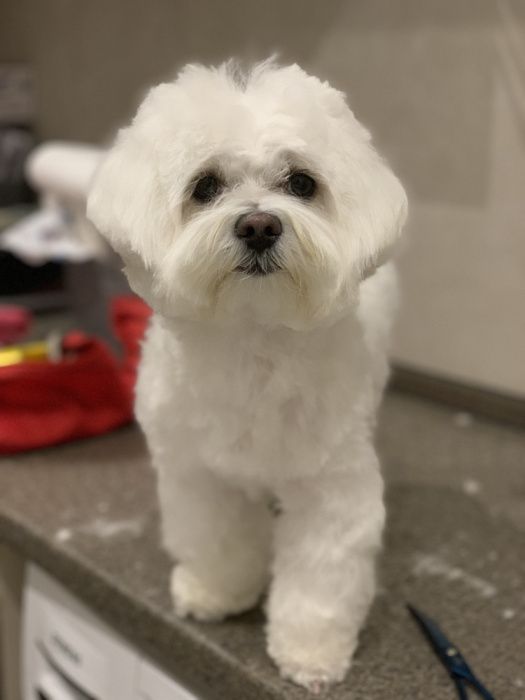 Стрижка собак и котів (грумінг) з виіздом. Стрижка тварин