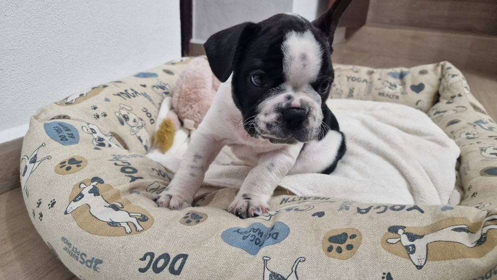 Bulldog francês puro
