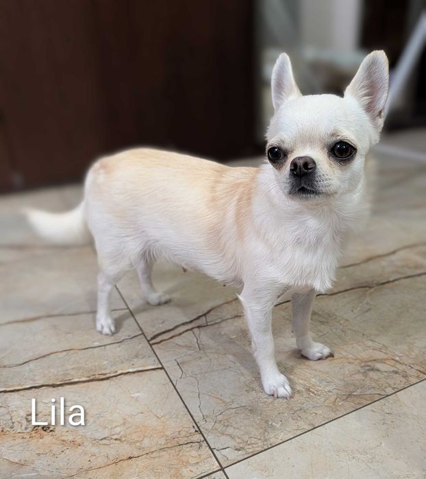 Chihuahua krótkowłosy biały ZKwP