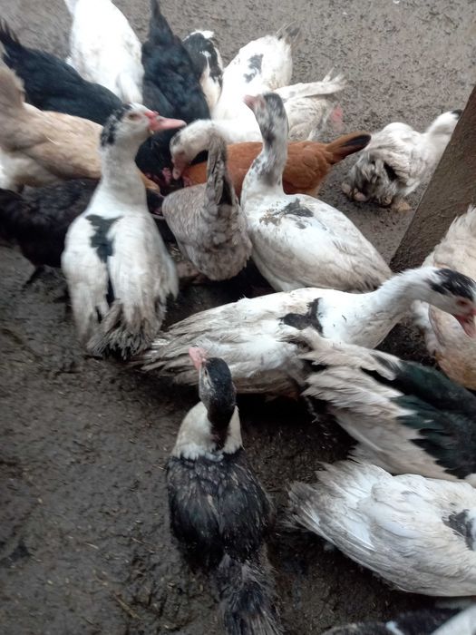 Zwierzęta domowe kaczki. Pstrągowa