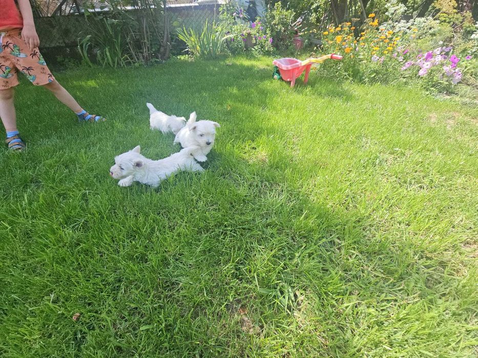 Szczenię (suczka) West Highland White Terier (Westie)