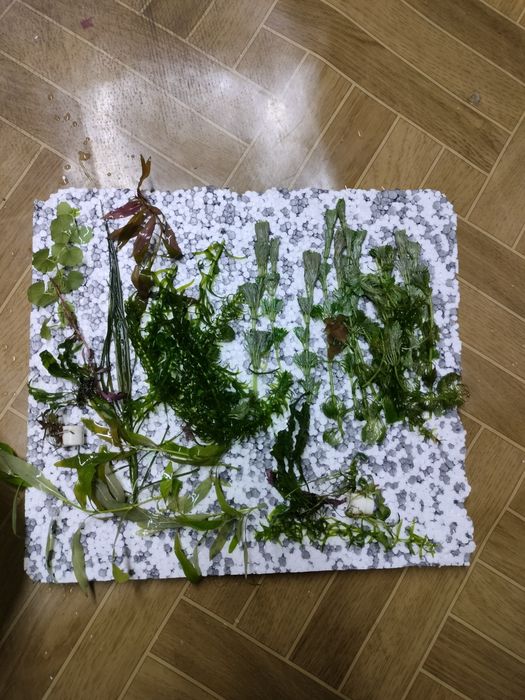 Roślinki z przycinki