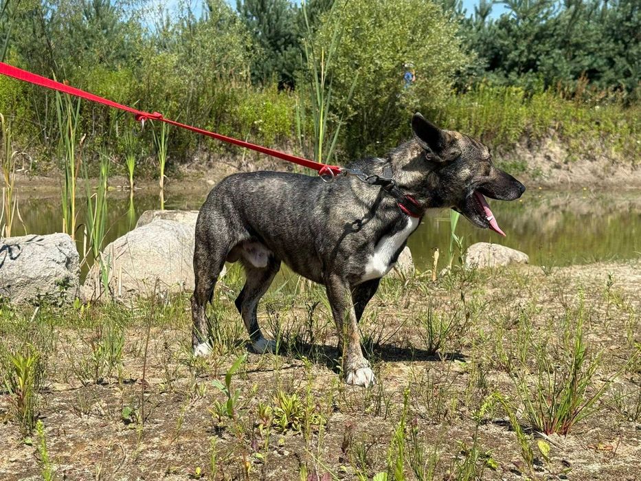 Lego- piękny i młody psiak szuka domu