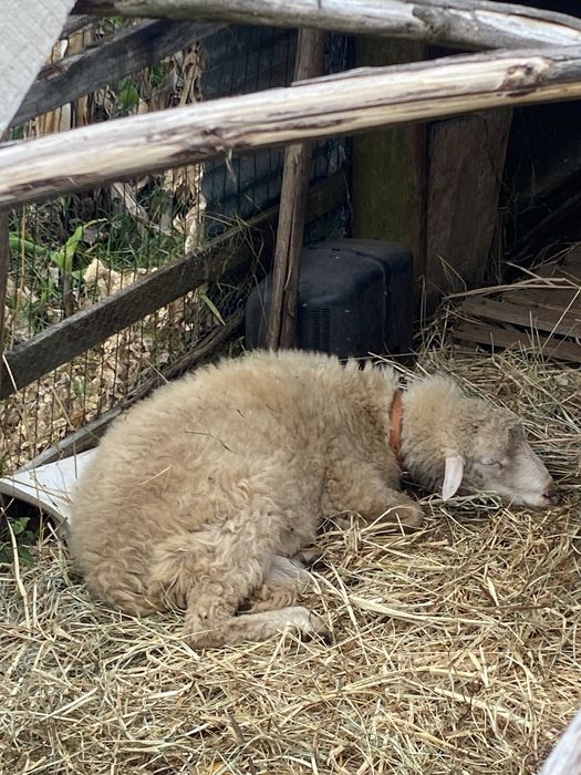 Carneiro com 1 ano e meio disponível