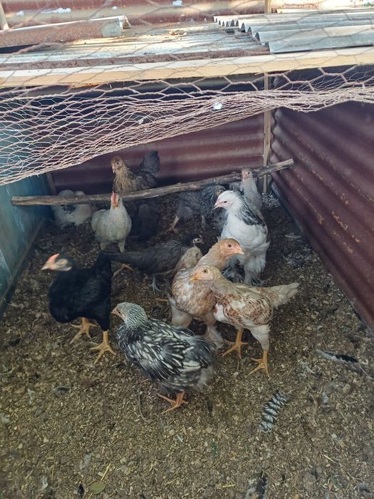 Pintos de várias raças