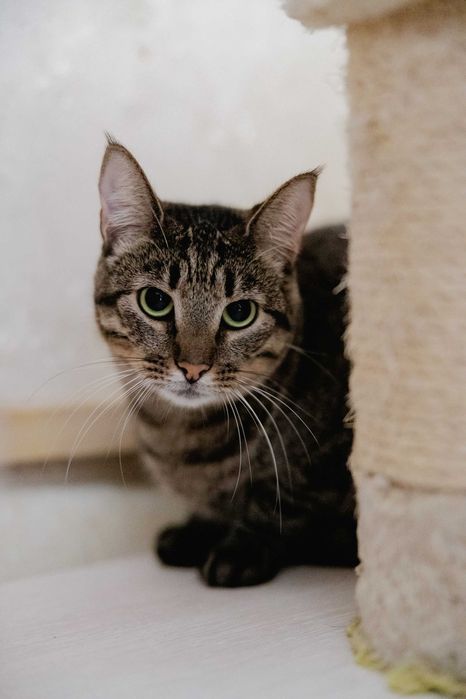 Зеленоглазая Рися ждет своего человека! Кошка, 1,5 года (стерилиз)