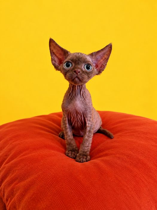 Extremalny Devon Rex