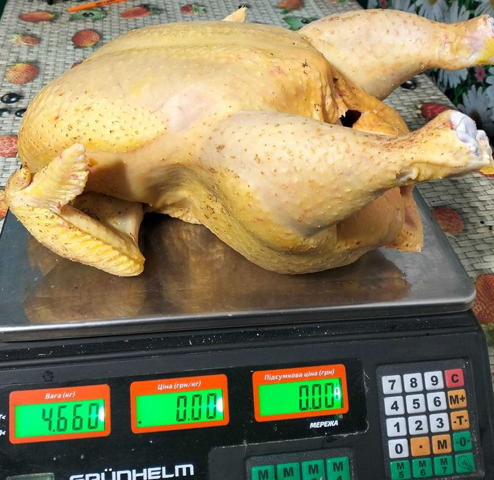 Бройлер домашній