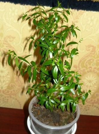 Мирт (Миртовое Дерево)