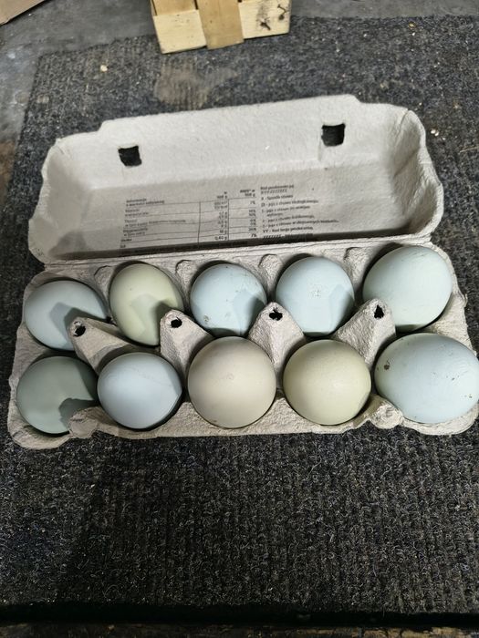 Jajka lęgowe mix marans,araukana,australorp