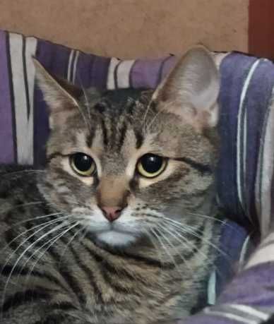 Маленькая нежная кошечка Масяня ищет свой дом