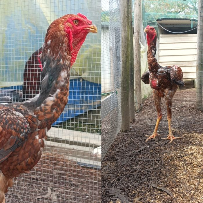 Frangos  Índio Gigante
