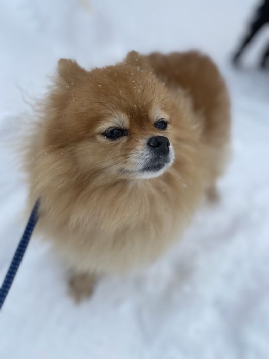 Продається чистокровна собачка шпіц дівчинка.  Ціна 200 $. дзвоніть.