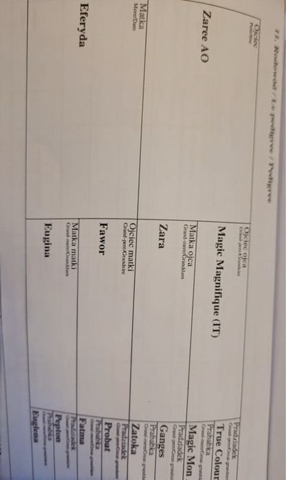 Klacz czystej krwi arabskiej sprzedaż lub zamiana