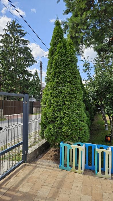 Thuja szmaragd 29 szt. Otwock