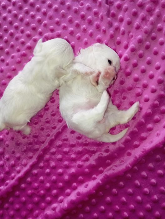 Maltańczyk biała kuleczka