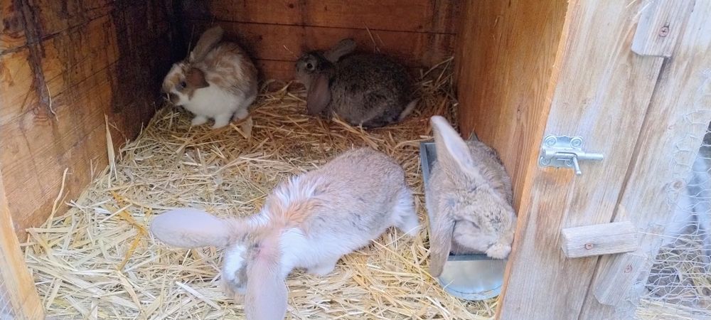 Sprzedam króliki mieszańce