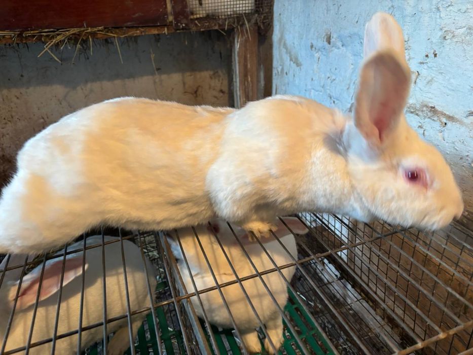 Самка термонська біла