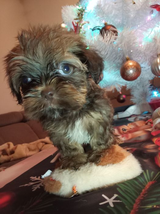 Fuks unikatowy mini shih tzu / domowa hodowla