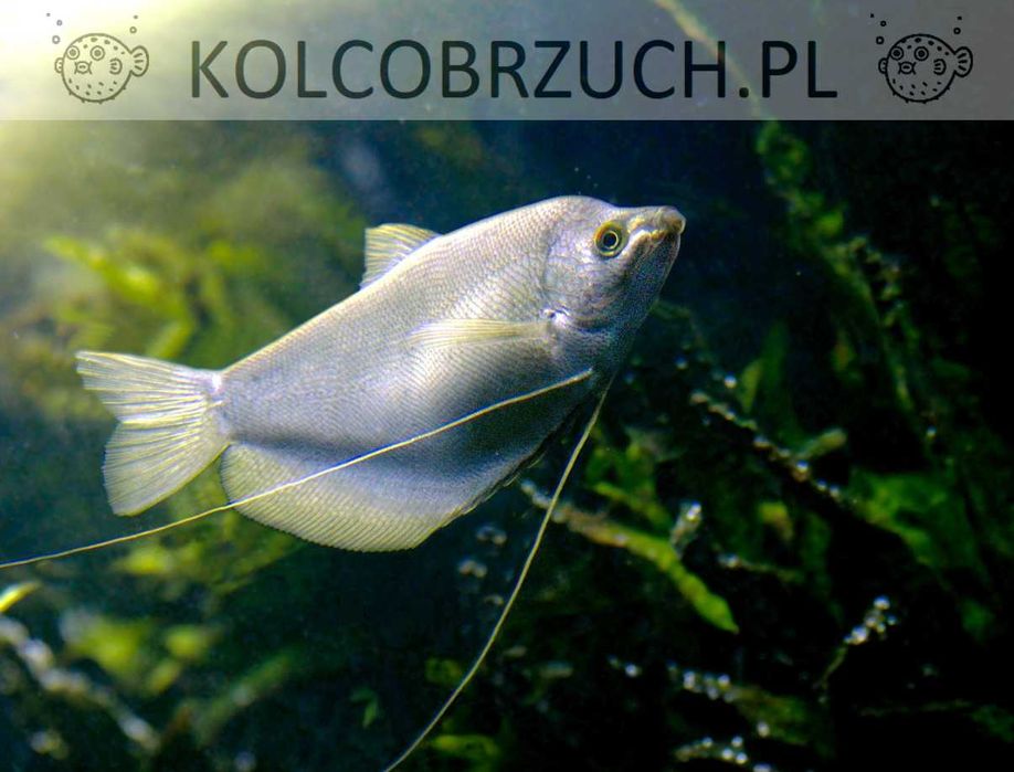 Gurami księżycowy - Gurami drobnołuski