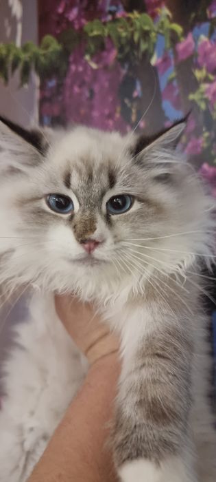 Котик невский маскарадный