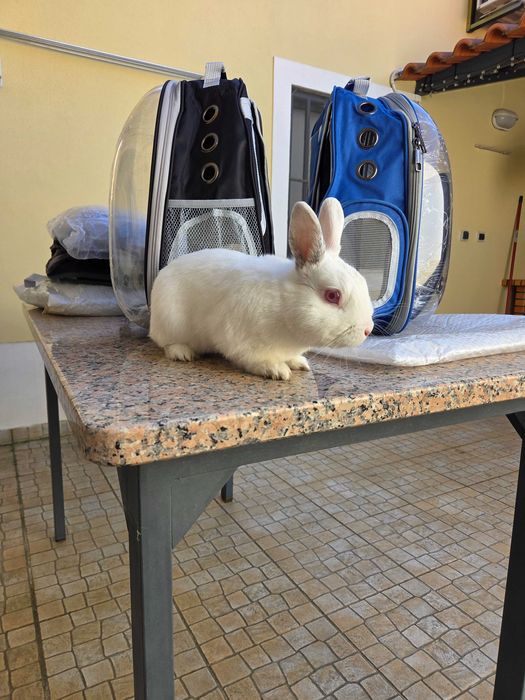 Mochilas transportadoras de animais NOVAS