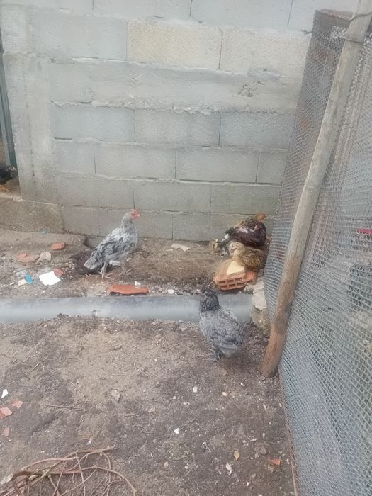 Frangos/ casais de várias raças