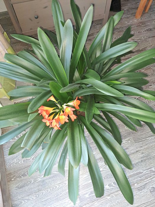 Kwiat Kliwia- kolor pomarańczowy